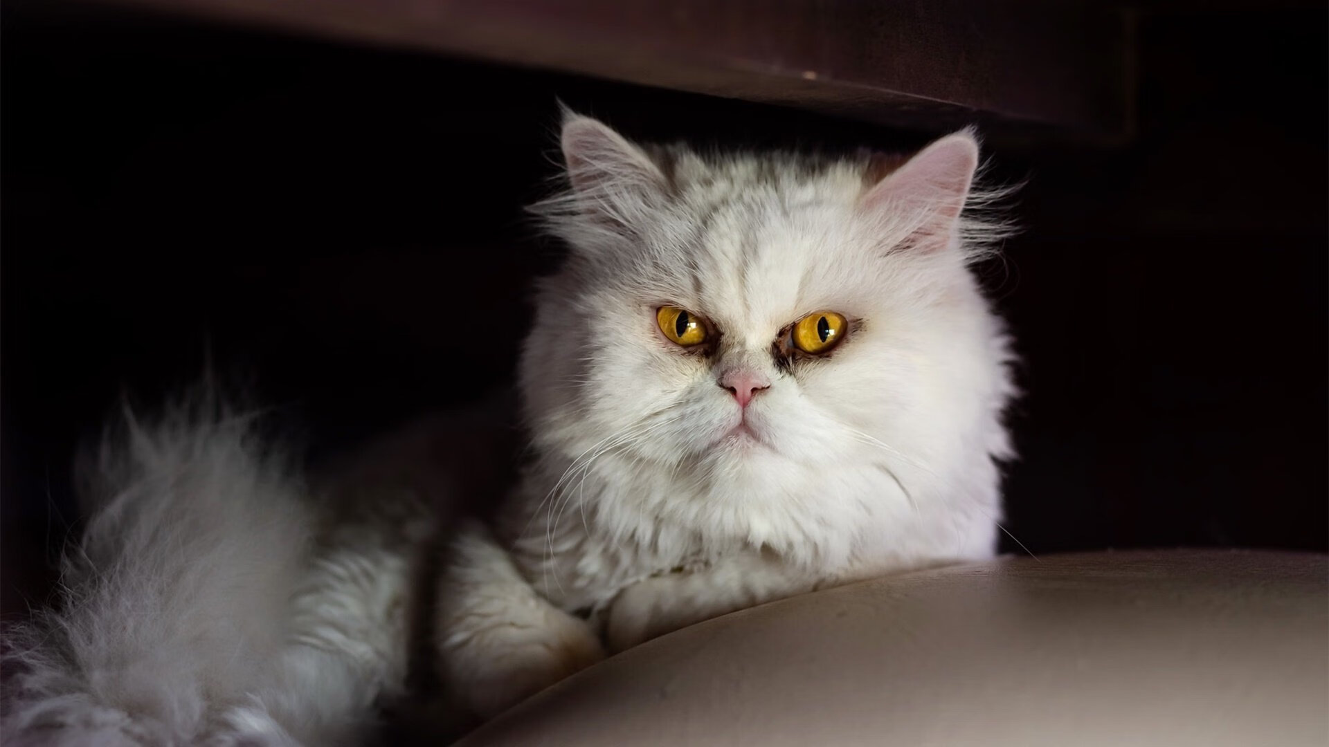 末节之王文班亚马接管比赛，骑士狂胜湖人背后的战术革命